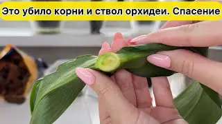 От этого высохли корни у орхидеи и сгнила шейка орхидеи. У орхидеи нет корней