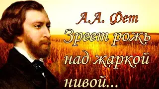 Стихотворение «Зреет рожь над жаркой нивой...» А. А. Фет  Поэтическая тетрадь