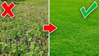 Ugly Lawn Full of Weeds Transformed with a Sad Ending