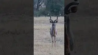 Kudu With Huge Horns