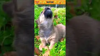 Dog Sound |Cute Puppy Crying|छोटे पिल्ले की आवाज|Dog voice #shorts #dog #puppy #babydog #shortvideo