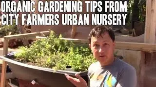 Organic Gardening Tips from City Farmers Urban Nursery