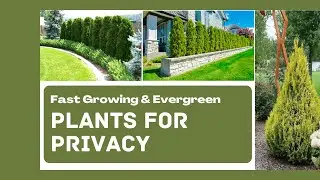 Best Plants for Privacy | Best Plants for Backyard Fence Line | Best Evergreen Shrubs For Privacy