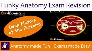 Deep Flexor Compartment of Forearm - Exam Revision