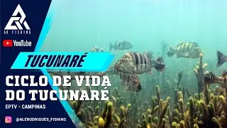 Como é a vida do Tucunaré