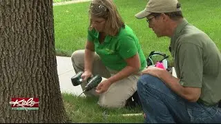 Treating The Emerald Ash Borer