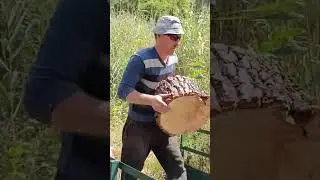 Заготовка дров!
