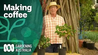 How to grow and roast coffee from scratch | Becoming self-sufficient | Gardening Australia