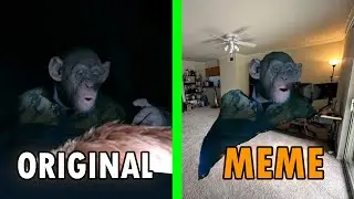 Oh no monkey Original Vs Meme | Bad Ape “OH NO” Meme