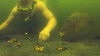 Compilation of carp getting hooked underwater.