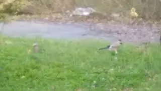 Сойки резвятся в городе