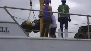 St. Marys River oyster restoration puts spotlight on climate resilience