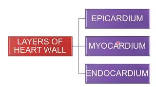 ANATOMY OF HEART  LAYERS OF HEART WALL