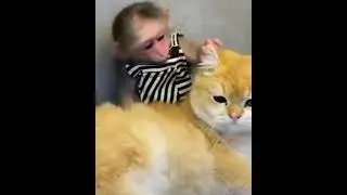 СУПЕР СПОКОЙНЫЙ И ТЕРПЕЛИВЫЙ КОТ!🐱👍