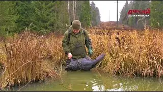 Проходной капкан на бобровых плотинах. Звероловы.