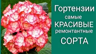 Гортензия. Самые КРАСИВЫЕ ремонтантные СОРТА. Обзор коллекции.