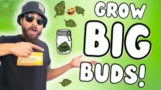 HOW TO GROW BIGGER BUDS IN 4 STEPS! ...Bigger yields guaranteed!