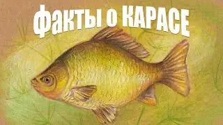 Факты о карасе которых вы не знали! До каких размеров вырастает и какая продолжительность жизни