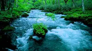 Forest River flowing in Early Morning 4k. Relaxing River Sounds, White Noise for Sleep, Meditation.