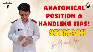 03 stomach anatomy- anatomical position of stomach learn easy ! stomach series