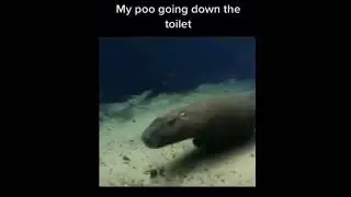 My Poo Going Down The Toilet