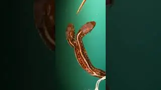 Two Headed Snake - Is This 1 or 2 Snakes?