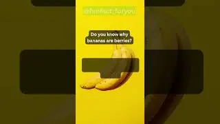 why bananas are berries?