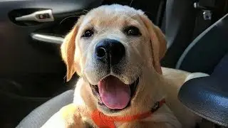 Funny Labrador Puppies Compilation