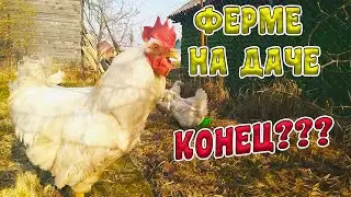 Убираю КУР из-за жалоб соседки. КУРЯТНИК в СНТ