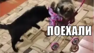 Пушинка и Чернуха прикатили на ужин смешные животные / Funny Animals
