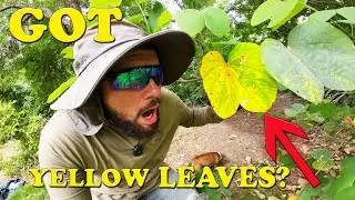 This is Why Your Leaves are Yellow