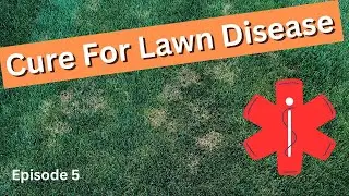 MUST WATCH tips on fixing and preventing LAWN DISEASE. Treat it right away!! Episode 5