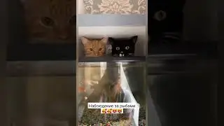 Наблюдение за рыбами 🥰🥰😻😻 