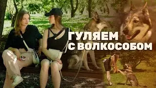 Гуляем с волкособом #3: Лера и Рокки | Интервью с хозяйкой волчака