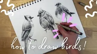 How To Draw a Realistic Bird With Pens Step By Step (3 Bird Drawings You Need To Know!)