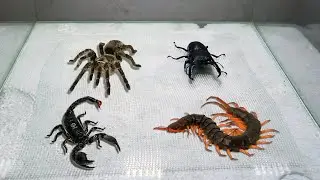 Scorpion Tarantula Centipede Black Titan Bug