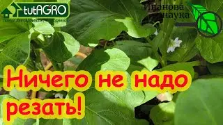 САМАЯ СТРАШНАЯ БОЛЕЗНЬ ТОМАТОВ, БАКЛАЖАНОВ и ОГУРЦОВ! У меня ее нет и не будет и вот почему.