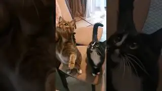 🐱Котти и китти, кошки просят еду 