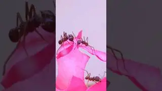 Feeding Roses To My Ant Colony | Leaf Cutter Ants