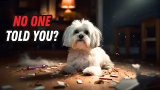 Things NOBODY tells you about owning a Maltese