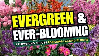 😍😱 BLOOMS THAT NEVER END! Top 7 Flowering Evergreen Shrubs for Long-Lasting Blooms 💖🌼