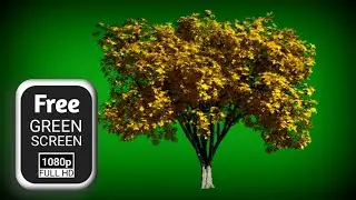 tree leaves green screen video | green screen tree moving | tree green screen effect kinemaster