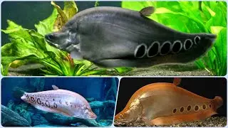 Аквариумная рыбка Индийский Нож Хитала Chitala ornata