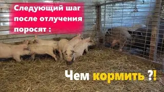 Чем кормить после отлучения поросят || Почему всех в сарай с выгула загнал