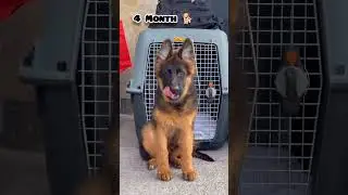 One Month to One Year german shepherd transformation 
