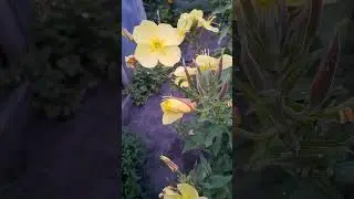 Сказочный сад. Ночные Цветы