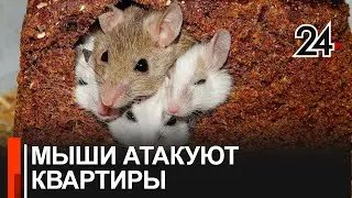 Жители многоэтажки в ужасе от нашествия мышей!