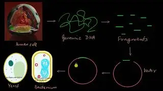 How was the human genome sequenced? | Molecular basis of inheritance | Biology | Khan Academy