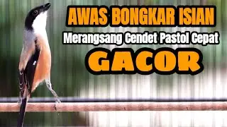 TEMBAKAN SUARA CENDET FULL ISIAN MEWAH INI COCOK BUAT MATERI CENDET BAHAN MANAPUN AGAR BUNYI