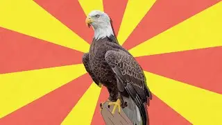 The Bald Eagle